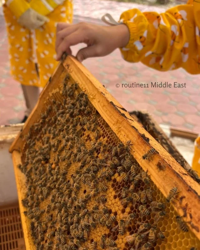 Hatta Honey Bee Garden