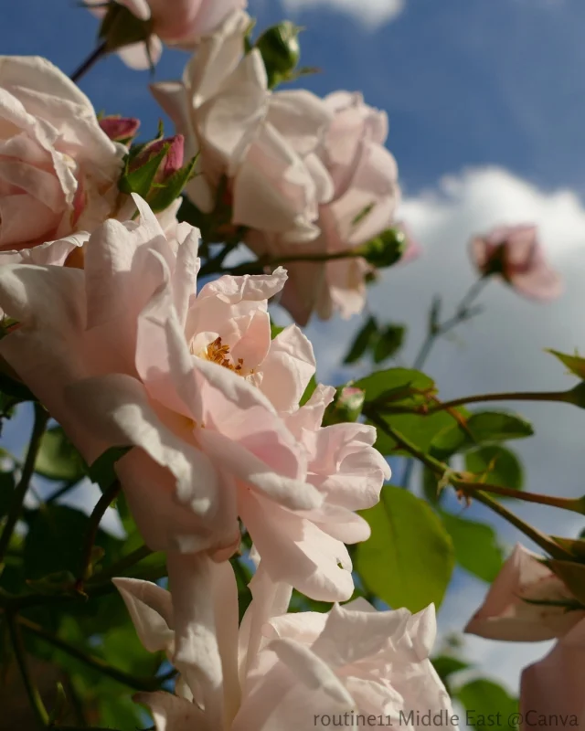rose water
