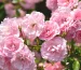 rose water in Dubai